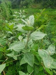 Image result for Helichrysum schimperi