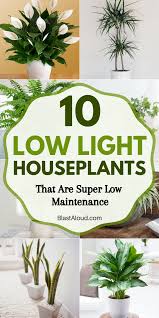 Bringing plants indoors is a sustainable way to improve indoor air quality quickly. 10 Low Light Houseplants That Are Low Maintenance And Hard To Kill These Low Light In Indoor Plants Low Light Houseplants Low Light Air Purifying House Plants