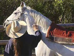 Canyon Creek Montana White Horse Www Rusticvacations Com Dude Ranch Rustic Vacation White Horse