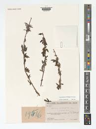 Image result for Triainolepis africana