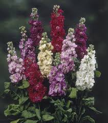 The stock flower attracts attention for both its distinctive blossoms and the delicate and wonderful scent it releases. Stock Seeds For Sale Matthiola Incana Annual Flower Seeds