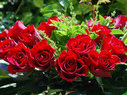 Free for commercial use high quality images Rosa Bild Wallpaper Beautiful Love Rose Flower Images