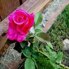 The Rose Table Rose Diy Garden Flowers