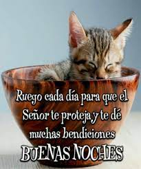 29520rec Animals Cats Memes