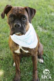 Boxer rescue dogs for adoption near seal beach, california | petcurious. Maggie Id 22947269 Is A 1 Year Old Female Brindle And White Boxer Central California Spca Fresno Ca