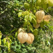 Image result for Cardiospermum corindum