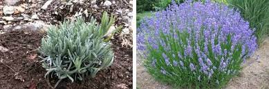 Cette plante du midi facile à cultiver dans toute la france n'offre que des avantages. Planter La Lavande