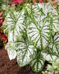Caladium Candidum - Blue Buddha Farm