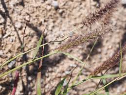 Image result for Cenchrus ciliaris