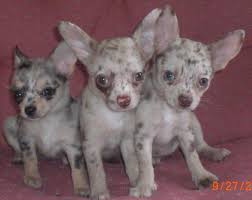 We did not find results for: Merle Chihuahua Puppies For Sale 8 Weeks For Sale In Seaman Ohio Classified Americanlisted Com
