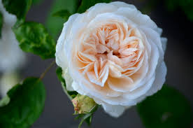Get bayer rose spray today w/ drive up or pick up. How I Grow Roses In A No Spray Garden