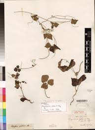 Image result for Rhynchosia caribaea