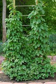 Butterfly Host Plants Plants Hops Plant Rhizome