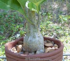 Image result for Cibirhiza