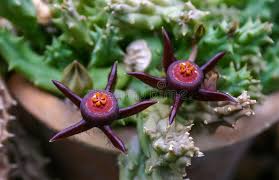 Image result for Duvalia