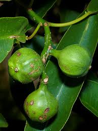 Image result for Sapium