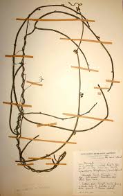 Image result for Cynanchum gerrardii