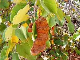 Image result for Grewia decemovulata