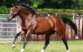 Is There A Threat From Within To Frankel S Status As The World S Fastest Rising Stallion Topics Kingman Shamardal Frankel Th Thoroughbred Horses Beautiful Horses