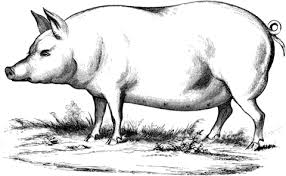 Dibujo de Ilustración de un Cerdo Doméstico para colorear | Dibujos para  colorear imprimir gratis