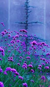 Bokeh In Lavender Photo Eric M Schiabor On Redbubble Blue Flowers Purple Flowers Lavender Flowers