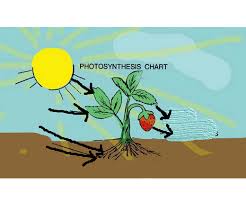 Photosynthesis Chart Diagram Quizlet