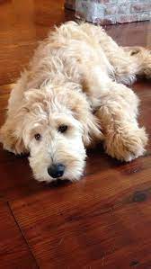 As A Combination Of Labrador And Poodle Parents The Labradoodle Is One Of The Most Popular Newer Labradoodle Puppy Australian Labradoodle Puppies Cute Animals