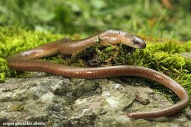 Anguis Fragilis Tier Fotos Amphibien Echse