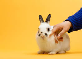 Image result for tbn:nuNU7FPK4A54yM::rvforsaleguide.com/images/bunny-resting-picture.jpg