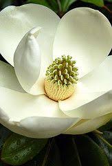 Pin On Flowers
