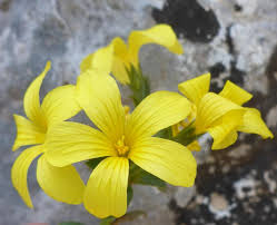 Image result for Hugonia elliptica