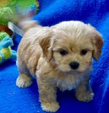 All of the cockapoo puppies have their individual pictures posted on our website www.purebredpups.com these cockapoo puppy will be ready to go home as. Cavachon Puppies Prices Puppy Breeder In Iowa Century Farm Puppies Cavachon Puppies Puppies Cockapoo Puppies For Sale