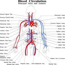 Veins are less muscular than arteries and are often closer to the skin. Blood Circulation Principal Veins And Arteries Diagram