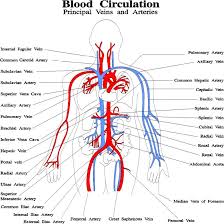 Check spelling or type a new query. Blood Circulation Principal Veins And Arteries Diagram