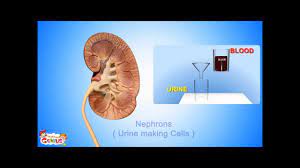 The Kidneys Its Functions Animation For Kids By Www Makemegenius Com Homeschool Elementary Science Homeschool Science Human Body Science
