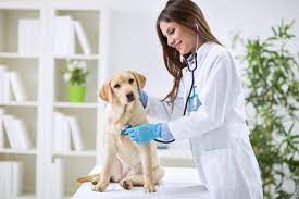 La medicina me parece fascinante, especialmente la veterinaria.i find medicine fascinating, especially veterinary science. Ingles Para Trabajar Como Veterinario Aba English