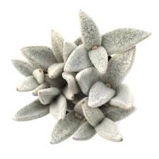 Kalanchoe Eriophylla Snow White Panda Plant Plants All Plants Plant Leaves