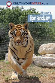 You Ll Never Forget A Visit To This One Of A Kind Tiger Sanctuary In Missouri Missouri Sanctuary Travel Usa