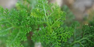 In the pteridophyte phylogeny group classification of 2016 (ppg i), it is the only genus in the family davalliaceae, which is placed in the suborder polypodiineae, order polypodiales. Davallia Parvula Ferns And Lycophytes Of The World