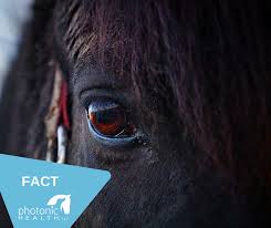 Horses Photonichealth Horses Red Light Therapy Light Therapy