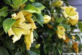 Image result for Solandra maxima