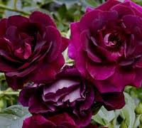 What is an iceberg rose? Burgundy Iceberg Floribunda Rose 1 Gallon Shrub Rose Rose Bushes Gardener Direct