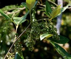 Image result for Searsia tomentosa