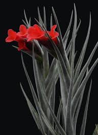 Image result for Albertisia exelliana