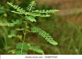 Image result for Phyllanthus fraternus
