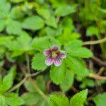 Image result for Geranium aculeolatum