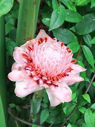 Lg Yamamoto Torch Ginger Plant Etlingera Elatior Ginger Plant Ginger Flower Torch Ginger Flower