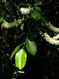 Image result for Prunus serotina