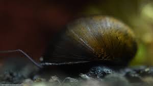 Nerite snails (neritina) are small snails that like to eat a lot of algae and thus can keep freshwater tanks clean. Nerite Snails Algae Eating Care Lifespan Eggs Video