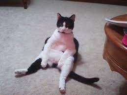 I Found This Pic On Tulsa Craigslist Today I Call Him The Kick Back Cat Lol I Just Love It Cute Animals Cat Sitting Cats